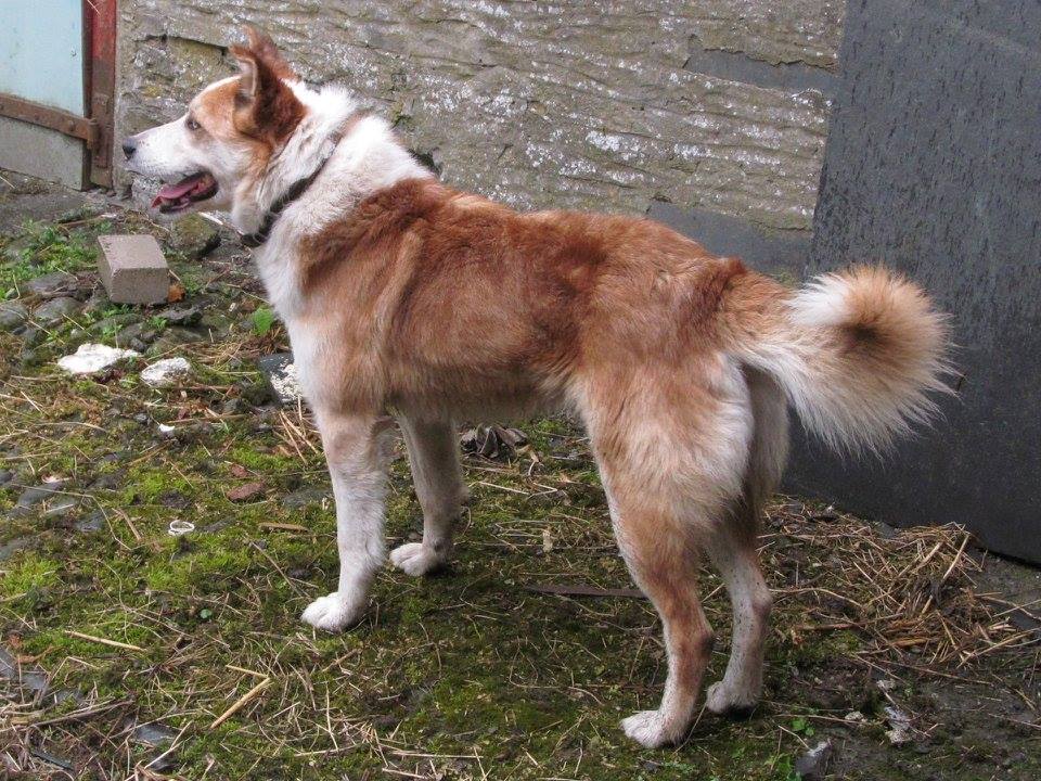 Welsh Sheepdog Llechlwyd Taff